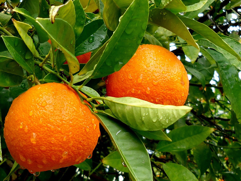 maltese-orange-tunisia